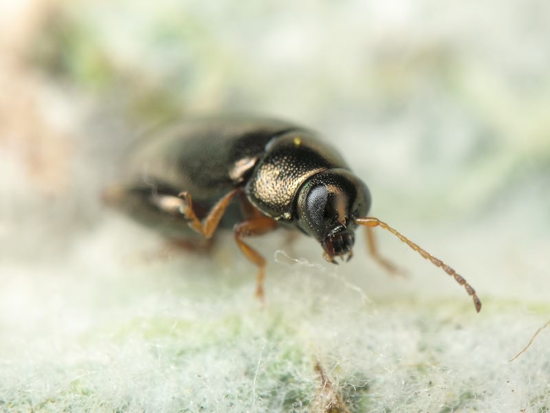 Dibolia schillingii (Letzner, 1847)